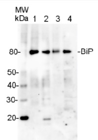 BiP | Lumenal-binding protein (chicken antibody) in the group Antibodies Plant/Algal  / Membrane Transport System / Endomembrane system at Agrisera AB (Antibodies for research) (AS09 614)
